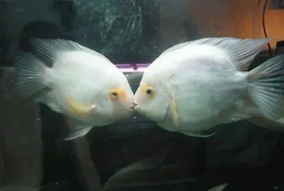 fishos jigsaw puzzle