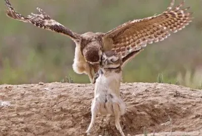 sorpresa jigsaw puzzle