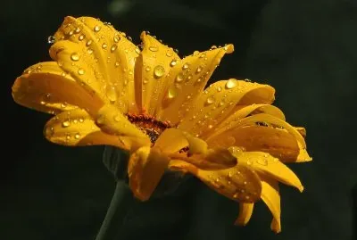 flores jigsaw puzzle