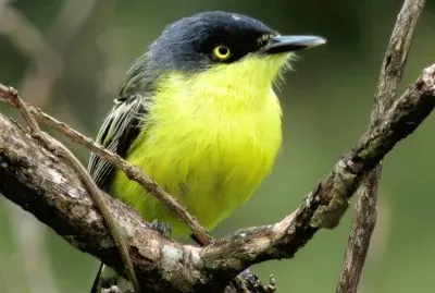 ferreirinho-relogio jigsaw puzzle