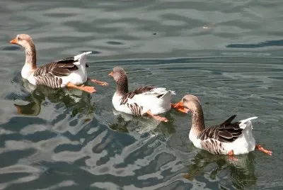 parque jigsaw puzzle