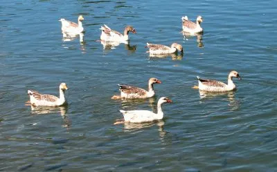 parque jigsaw puzzle