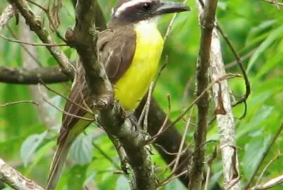 neinei jigsaw puzzle