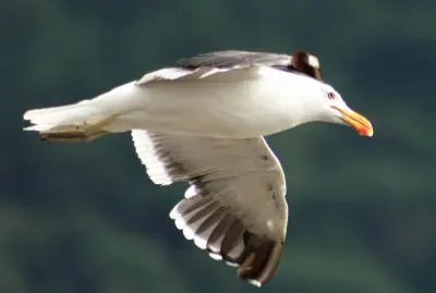 gaviota jigsaw puzzle