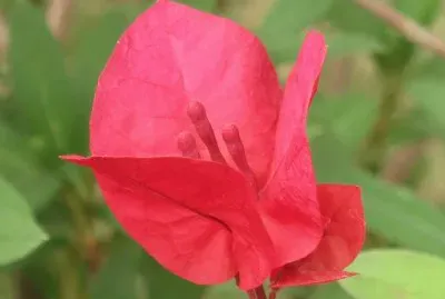 èŠ±