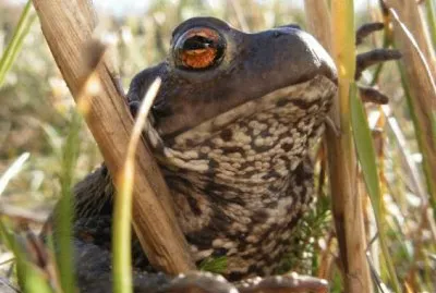 Kiss me, I am a Prince