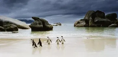 Boulders Beach  South Africa jigsaw puzzle