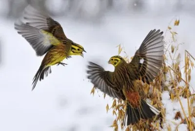 Clash of the Yellowhammers jigsaw puzzle
