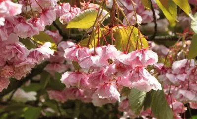 Prunus  Shirofugen