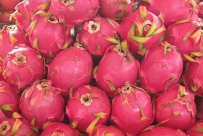 ç´…é¾æžœ jigsaw puzzle