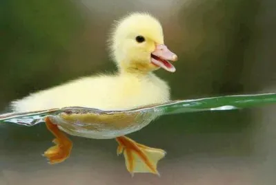 IMAGENES jigsaw puzzle