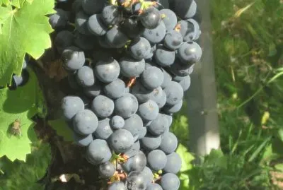 Weinstock jigsaw puzzle