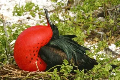 Frigatebird  Galapagos Islands jigsaw puzzle