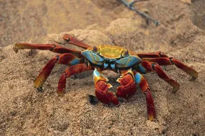 Sally Lightfootcrab  Galapagos Islands jigsaw puzzle