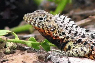 Lava Lizard  Galapagos Islands