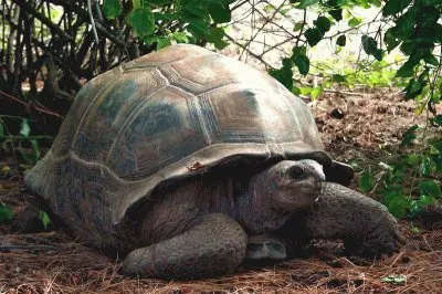 Aldabra Giant Turtle  Seychellen