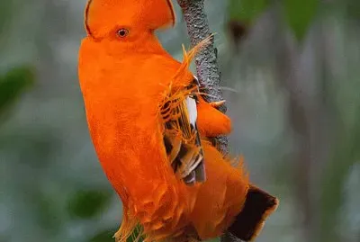 Orange Rockrooster  Suriname jigsaw puzzle