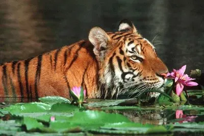 Swimming Tiger in Bangladesh