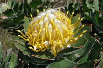 Protea Flower  South Africa