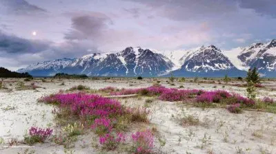 Wildflowers in the desert