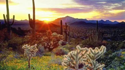 Sunset in the desert  Arizona