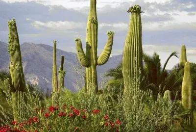 Saguaro in the Arizona desert