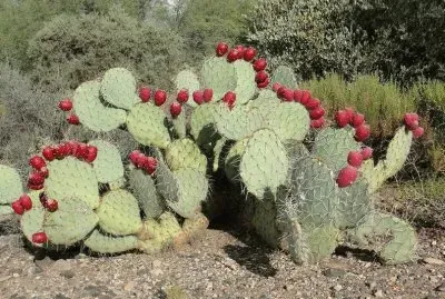 Cactus Prickly Pears