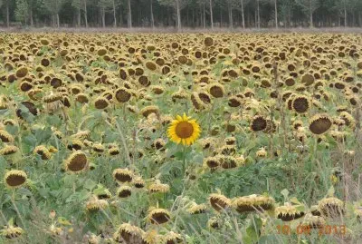 Girasoles