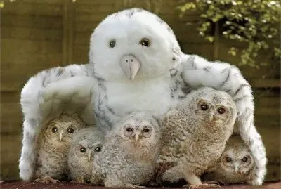 Young Owls jigsaw puzzle