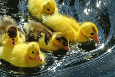 Young Ducks jigsaw puzzle