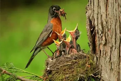 Young Birds jigsaw puzzle
