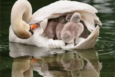 Young Swans jigsaw puzzle