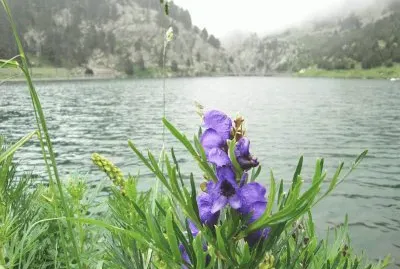 Natura