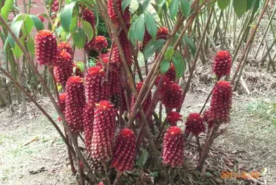 Heliconias 2 jigsaw puzzle