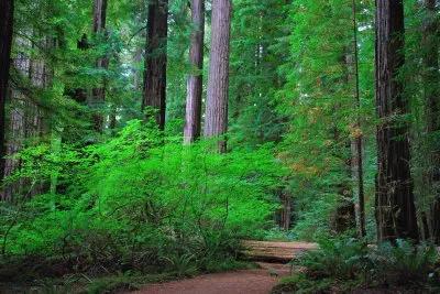 Jedediah Smith Redwoods State Park jigsaw puzzle
