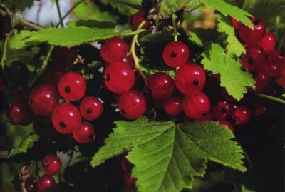 Groselles jigsaw puzzle