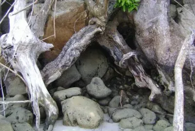 raÃ­zes entrelaÃ§adas