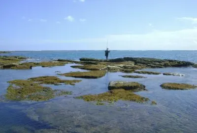 Corais da Praia de TamandarÃ© - PE jigsaw puzzle