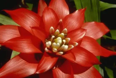 Flores jigsaw puzzle