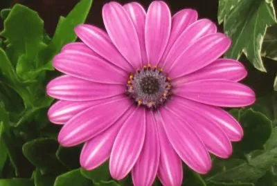 å¤ªé™½èŠ±