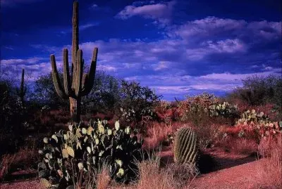 Seguaro  Arizona  USA