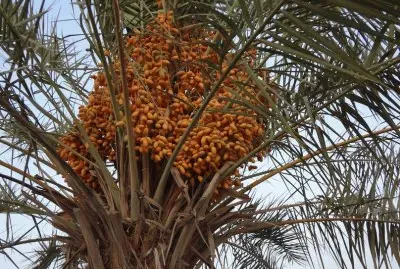 Date Palmtree  Tunesia