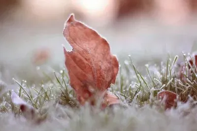 Frozen Grass Leaves
