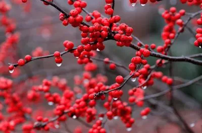 Berry Branch with Raindrops