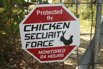 chiken