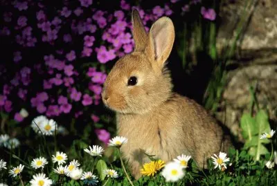 Cute Rabbit