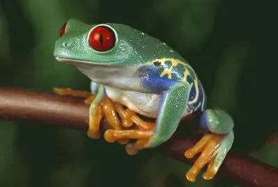 Beautiful Frog