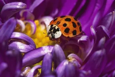 Lady Bug
