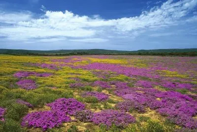 Meadow Valley