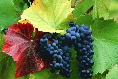 Grapes